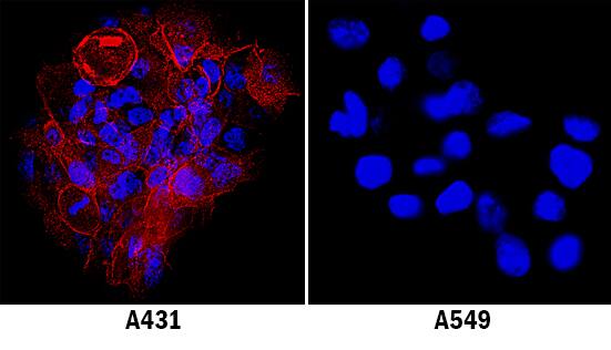 <b>Biological Strategies Validation. </b>ICAM-1/CD54 was detected in immersion fixed A431 human epithelial carcinoma cell line (left panel; positive stain) and A549 human lung carcinoma cell line (right panel; negative stain) using Sheep Anti-Human ICAM-1/CD54 Antigen Affinity-purified Polyclonal Antibody (Catalog # AF720) at 1.7 µg/mL for 3 hours at room temperature. Cells were stained using the NorthernLights™ 557-conjugated Anti-Sheep IgG Secondary Antibody (red; Catalog # NL010) and counterstained with DAPI (blue). Specific staining was localized to plasma membrane. View our protocol for Fluorescent ICC Staining of Cells on Coverslips.
