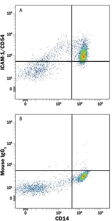 EC and PC ICAM-1 expression and effects of CD18 blocking on neutrophil adhesion.ICAM-1 expression on (A) EC or (D) PC monolayers before and after 4 hr IL-1 beta  activation was assessed by flow cytometry (IgG labeled control white). ICAM-1 expression on (B,C) EC and (E,F) PC following 4 hr IL-1 beta  activation was imaged using confocal microscopy. Scale bars are 20 µm. (G) Neutrophil adhesion inhibition to IL-1 beta  activated EC or PC monolayers. Freshly isolated neutrophils were pre-incubated with anti-Mac-1 or anti-LFA-1 antibodies and seeded onto EC or PC monolayers (activated for 4 with IL-1 beta ) in Sykes-Moore chambers and allowed to adhere prior to counting. Bars represent average neutrophil adhesion ± SEM. *PFAB3832A) and either (A) Mouse Anti-Human ICAM-1/CD54 Fluorescein-conjugated Monoclonal Antibody (Catalog # BBA20) or (B) Mouse IgG1Fluorescein Isotype Control (Catalog # IC002F). View our protocol for Staining Membrane-associated Proteins.