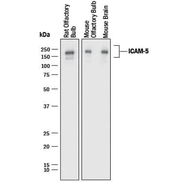 Western Blot ICAM-5 Antibody [Unconjugated]