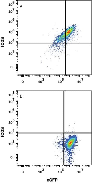 HEK293 human embryonic kidney cell line transfected with (A) mouse ICOS or (B) irrelevant transfectants and eGFP was stained with Rat Anti-Mouse ICOS Monoclonal Antibody (Catalog # MAB1681) followed by APC-conjugated Anti-Rat IgG Secondary Antibody (Catalog # F0113). Quadrant markers were set based on control antibody staining (Catalog # MAB006). View our protocol for Staining Membrane-associated Proteins.