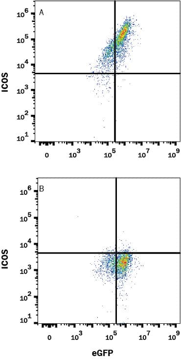 HEK293 human embryonic kidney cell line transfected with (A) mouse ICOS or (B) irrelevant transfectants and eGFP was stained with Rabbit Anti-Mouse ICOS Monoclonal Antibody (Catalog # MAB1682) followed by APC-conjugated Anti-Rabbit IgG Secondary Antibody (Catalog # F0111). Quadrant markers were set based on control antibody staining (Catalog # MAB1050). View our protocol for Staining Membrane-associated Proteins.