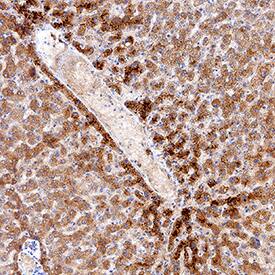 Immunohistochemistry IDO2 Antibody (1001802) [Unconjugated]