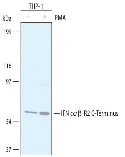 Western Blot IFN-alpha/beta R2 Antibody - C-terminus
