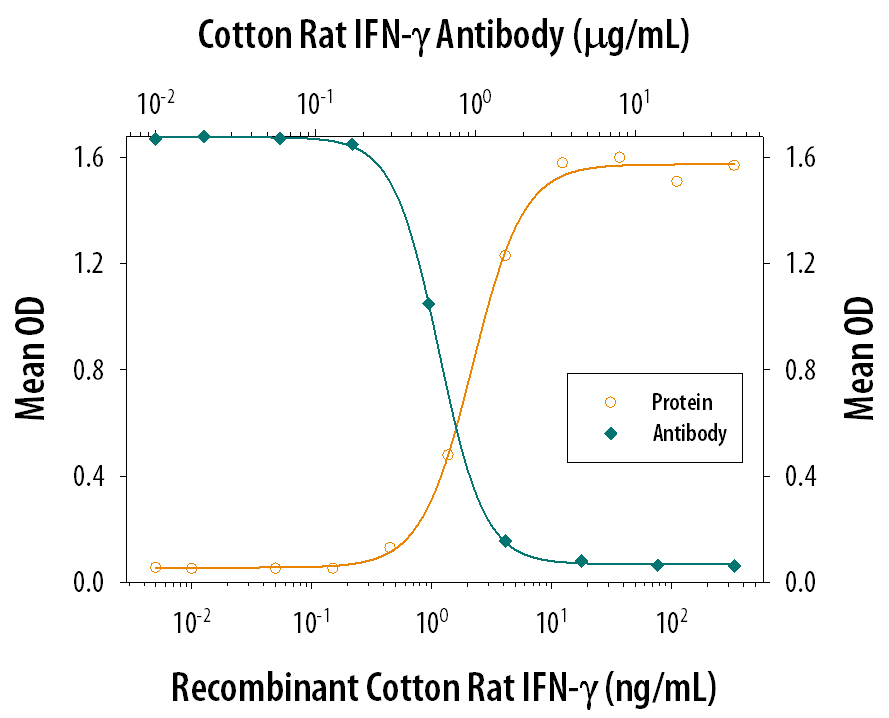 Recombinant Cotton Rat IFN-gamma (Catalog # 565-RG) reduces the encephalomyocarditis (EMC)-induced cytopathy in the LCRT cotton rat fibrosarcoma cell line in a dose-dependent manner (orange line), as measured by crystal violet staining. Inhibition of EMC activity elicited by Recombinant Cotton Rat IFN-gamma (20 ng/mL) is neutralized (green line) by increasing concentrations of Goat Anti-Cotton Rat IFN-gamma Antigen Affinity-purified Polyclonal Antibody (Catalog # AF565). The ND50 is typically 0.3-1.2 µg/mL.