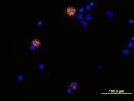 IFN-gamma was detected in immersion fixed human peripheral blood mononuclear cells (PBMCs) stimulated with PMA, ionomyocin, and monensin using Human IFN-gamma Biotinylated Antigen Affinity-purified Polyclonal Antibody (Catalog # BAF285) at 10 µg/mL for 3 hours at room temperature. Cells were stained using the NorthernLights™ 557-conjugated Streptavidin (yellow; Catalog # NL999) and counterstained with DAPI (blue). View our protocol for Fluorescent ICC Staining of Non-adherent Cells.