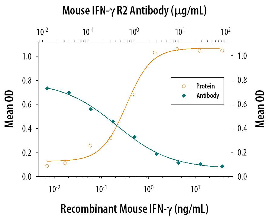Recombinant Mouse IFN-gamma (Catalog # 485-MI) reduces the Encephalomyocarditis Virus (EMCV)-induced cytopathy in the L-929 mouse fibroblast cell line in a dose-dependent manner (orange line). Inhibition of EMCV activity elicited by Recombinant Mouse IFN-gamma (1 ng/mL) is neutralized (green line) by increasing concentrations of Goat Anti-Mouse IFN-gamma R2 Antigen Affinity-purified Polyclonal Antibody (Catalog # AF1185). The ND50 is typically 0.2-0.8 µg/mL.