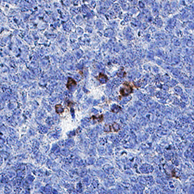 Immunohistochemistry IFN-alpha 4 Antibody (1020125) [Unconjugated]