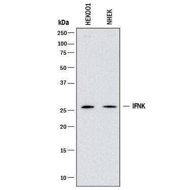 Western Blot IFN-alpha K Antibody (1009720) [Unconjugated]