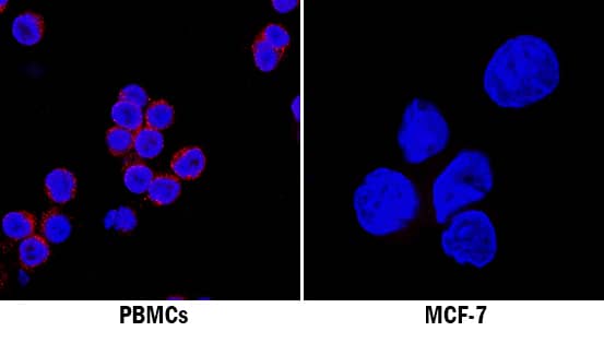 IFN-a was detected in immersion fixed human peripheral blood mononuclear cells (PBMCs; left panel, positive stain) and MCF-7 human breast cancer cell line (right panel, negative stain) using Mouse Anti-Human IFN-a Monoclonal Antibody (Catalog # MAB93454) at 8 µg/mL for 3 hours at room temperature. Cells were stained using the NorthernLights™ 557-conjugated Anti-Mouse IgG Secondary Antibody (red; Catalog # NL007) and counterstained with DAPI (blue). Specific staining was localized to cytoplasm. View our protocol for Fluorescent ICC Staining of Non-adherent Cells.