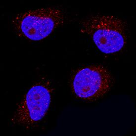 IFN-epsilon was detected in immersion fixed HeLa human cervical epithelial carcinoma cell line using Mouse Anti-Human IFN-epsilon Monoclonal Antibody (Catalog # MAB91472) at 8 µg/mL for 3 hours at room temperature. Cells were stained using the NorthernLights™ 557-conjugated Anti-Mouse IgG Secondary Antibody (red; Catalog # NL007) and counterstained with DAPI (blue). Specific staining was localized to cytoplasm. View our protocol for Fluorescent ICC Staining of Cells on Coverslips.