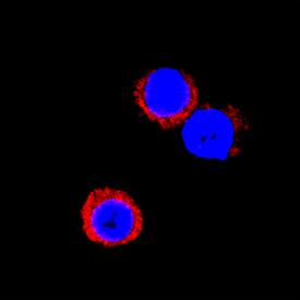 <b>Biological Strategies Validation. </b>IFN-gamma was detected in immersion fixed equine peripheral blood mononuclear cells (PBMCs) treated with Calcium Ionomycin and PMA using Goat Anti-Equine IFN-gamma Antigen Affinity-purified Polyclonal Antibody (Catalog # AF1586) at 15 µg/mL for 3 hours at room temperature. Cells were stained using the NorthernLights™ 557-conjugated Anti-Goat IgG Secondary Antibody (red; Catalog # NL001) and counterstained with DAPI (blue). Specific staining was localized to cytoplasm. View our protocol for Fluorescent ICC Staining of Non-adherent Cells.