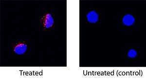 <b>Biological Strategies Validation. </b>IFN-gamma  was detected in immersion fixed rat splenocytes treated with PMA and calcium ionomycin using Goat Anti-Mouse/Rat IFN-gamma  Antigen Affinity-purified Polyclonal Antibody (Catalog # AF-585-NA) at 15 µg/mL for 3 hours at room temperature. Cells were stained using the NorthernLights™ 557-conjugated Anti-Goat IgG Secondary Antibody (red; Catalog # NL001) and counterstained with DAPI (blue). Specific staining was localized to cytoplasm. View our protocol for Fluorescent ICC Staining of Non-adherent Cells.
