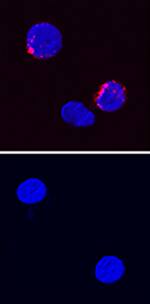 <b>Biological Strategies Validation. </b>IFN‑ gamma  was detected in immersion fixed canine peripheral blood mononuclear cells (PBMCs) untreated (lower panel) or treated with PMA and calcium ionomycin (upper panel) using Goat Anti-Canine IFN‑ gamma  Antigen Affinity-purified Polyclonal Antibody (Catalog # AF781) at 15 µg/mL for 3 hours at room temperature. Cells were stained using the NorthernLights™ 557-conjugated Anti-Goat IgG Secondary Antibody (red; Catalog # NL001) and counterstained with DAPI (blue). Specific staining was localized to cytoplasmic. View our protocol for Fluorescent ICC Staining of Non-adherent Cells.