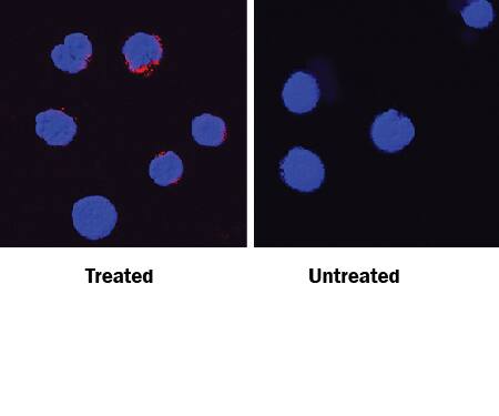 IFN‑ gamma  was detected in immersion fixed mouse splenocytes stimulated with calcium ionomycin and PMA (left panel) or unstimulated (right panel) using Hamster Anti-Mouse IFN‑ gamma  Monoclonal Antibody (Catalog # MAB4851) at 15 µg/mL for 3 hours at room temperature. Cells were stained using an anti-hamster IgG secondary antibody (red) and counterstained with DAPI (blue). Specific staining was localized to cytoplasm. View our protocol for Fluorescent ICC Staining of Non-adherent Cells.