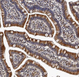 Immunohistochemistry IFN-lambda 4 Antibody (991620) [Unconjugated]