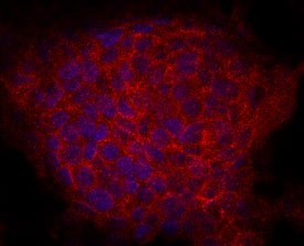 Immunocytochemistry IGDCC3 Antibody (920038) [Unconjugated]