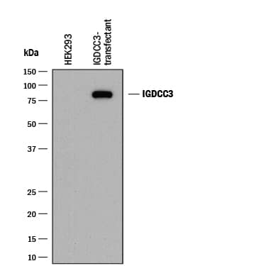 Western Blot IGDCC3 Antibody (920038) [Unconjugated]