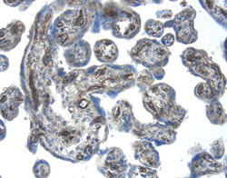 Immunohistochemistry IGF-II R/IGF2R Antibody [Unconjugated]