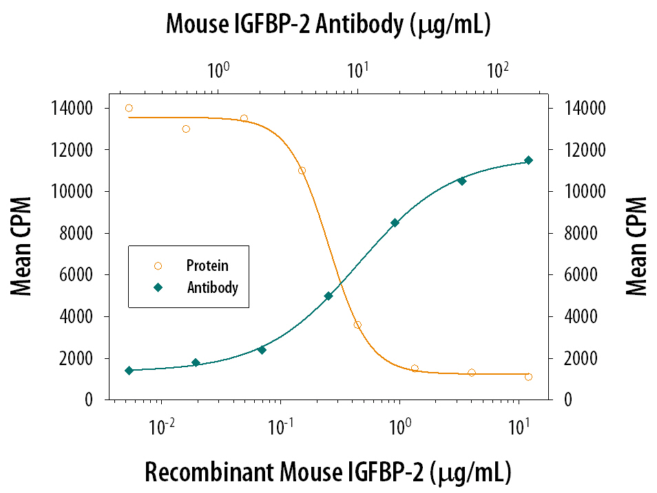Recombinant Mouse IGFBP-2 (Catalog # 797-B2) inhibits Recombinant Mouse IGF-II (Catalog # 792-MG) induced proliferation in the MCF-7 human breast cancer cell line in a dose-dependent manner (orange line). Inhibition of Recombinant Mouse IGF-II (30 ng/mL) activity elicited by Recombinant Mouse IGFBP-2 (0.75 µg/mL) is neutralized (green line) by increasing concentrations of Rat Anti-Mouse IGFBP-2 Monoclonal Antibody (Catalog # MAB797). The ND50 is typically 5-20 µg/mL.