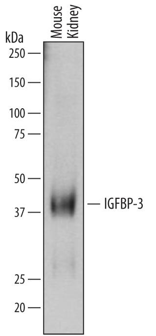 Western blot shows lysates of mouse kidney tissue. PVDF membrane was probed with 0.2 µg/mL of Goat Anti-Mouse IGFBP-3 Antigen Affinity-purified Polyclonal Antibody (Catalog # AF775) followed by HRP-conjugated Anti-Goat IgG Secondary Antibody (Catalog # HAF109). A specific band was detected for IGFBP-3 at approximately 40 kDa (as indicated). This experiment was conducted under reducing conditions and using Immunoblot Buffer Group 1.