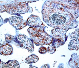 Immunohistochemistry IGFBP-3 Antibody (84728) [Unconjugated]
