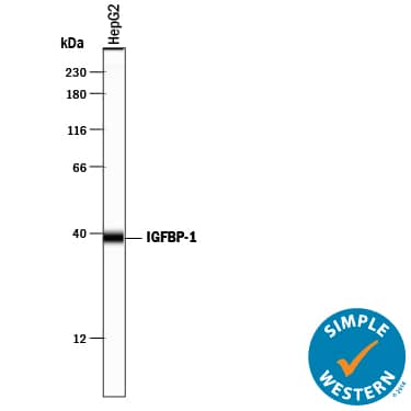 Simple Western lane view shows lysates of HepG2 human hepatocellular carcinoma cell line, loaded at 0.2 mg/mL. A specific band was detected for IGFBP-1 at approximately 39 kDa (as indicated) using 50 µg/mL of Goat Anti-Human IGFBP-1 Antigen Affinity-purified Polyclonal Antibody (Catalog # AF871) followed by 1:50 dilution of HRP-conjugated Anti-Goat IgG Secondary Antibody (Catalog # HAF109). This experiment was conducted under reducing conditions and using the 12-230 kDa separation system.
