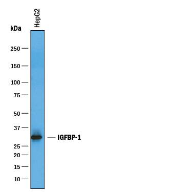Western blot shows lysates of HepG2 human hepatocellular carcinoma cell line. PVDF membrane was probed with 1 µg/mL of Goat Anti-Human IGFBP-1 Antigen Affinity-purified Polyclonal Antibody (Catalog # AF871) followed by HRP-conjugated Anti-Goat IgG Secondary Antibody (Catalog # HAF019). A specific band was detected for IGFBP-1 at approximately 28 kDa (as indicated). This experiment was conducted under reducing conditions and using Immunoblot Buffer Group 1.