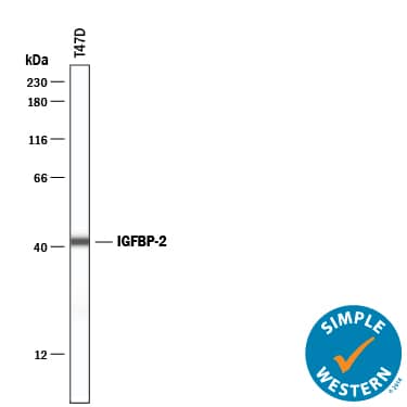 Simple Western IGFBP-2 Antibody [Unconjugated]