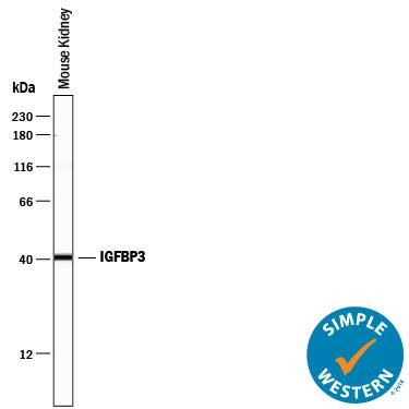 Simple Western lane view shows lysates of mouse kidney tissue, loaded at 0.2 mg/mL. A specific band was detected for IGFBP-3 at approximately 41 kDa (as indicated) using 10 µg/mL of Goat Anti-Mouse IGFBP-3 Antigen Affinity-purified Polyclonal Antibody (Catalog # AF775) followed by 1:50 dilution of HRP-conjugated Anti-Goat IgG Secondary Antibody (Catalog # HAF109). This experiment was conducted under reducing conditions and using the 12-230 kDa separation system.