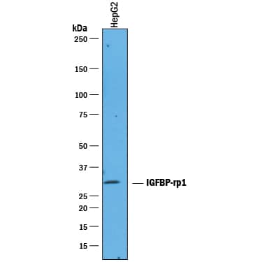 Western Blot IGFBP-rp1/IGFBP-7 Antibody [Unconjugated]