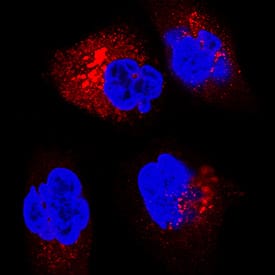 Immunocytochemistry IGF-II R/IGF2R Antibody [Unconjugated]