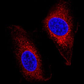 Immunocytochemistry IGF-II R/IGF2R Antibody [Unconjugated]