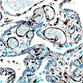 Immunohistochemistry IGF-I/IGF-1 Antibody [Unconjugated]