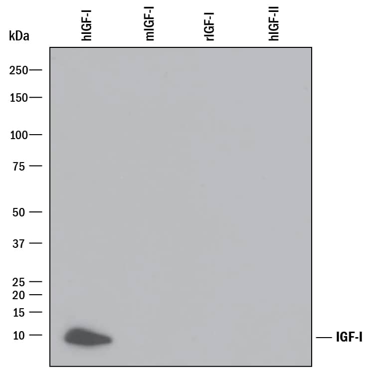 Western blot shows 25 ng of Recombinant Human IGF-I/IGF-1 (Catalog # 291-G1), Recombinant Mouse IGF-I/IGF-1 (Catalog # 791-MG), Recombinant Rat IGF-I/IGF-1 (Catalog # 4326-RG), and Recombinant Human IGF-II (Catalog # 292-G2). PVDF Membrane was probed with 1 µg/mL of Mouse Anti-Human IGF-I/IGF-1 Monoclonal Antibody (Catalog # MAB291) followed by HRP-conjugated Anti-Mouse IgG Secondary Antibody (Catalog # HAF018). A specific band was detected for IGF-I/IGF-1 at approximately 10 kDa (as indicated). This experiment was conducted under reducing conditions and using Immunoblot Buffer Group 3.