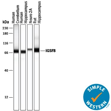 Simple Western lane view shows lysates of human cerebellum tissue, human hippocampus tissue, Neuro-2A mouse neuroblastoma cell line, and rat hippocampus tissue , loaded at 0.2 mg/mL. A specific band was detected for IGSF8/CD316 at approximately 71-80 kDa (as indicated) using 20 µg/mL of Goat Anti-Human/Mouse IGSF8/CD316 Antigen Affinity-purified Polyclonal Antibody (Catalog # AF3117) followed by 1:50 dilution of HRP-conjugated Anti-Goat IgG Secondary Antibody (Catalog # HAF109). This experiment was conducted under reducing conditions and using the 12-230 kDa separation system.