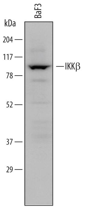 Western blot shows lysates of BaF3 mouse pro-B cell line. PVDF membrane was probed with 0.5 µg/mL of Rat Anti-Mouse IKK beta  Monoclonal Antibody (Catalog # MAB7155) followed by HRP-conjugated Anti-Rat IgG Secondary Antibody. A specific band was detected for IKK beta  at approximately 87 kDa (as indicated). This experiment was conducted under reducing conditions and using Immunoblot Buffer Group 1.