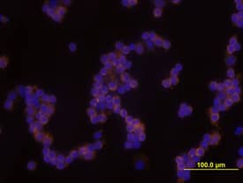 Immunocytochemistry IKK epsilon/IKBKE Antibody (346909) [Unconjugated]