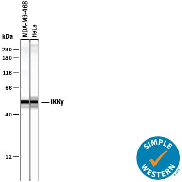 Simple Western lane view shows lysates of MDA-MB-468 human breast cancer cell line and HeLa human cervical epithelial carcinoma cell line, loaded at 0.2 mg/mL. Specific bands were detected for IKK gamma at approximately 47-56 kDa (as indicated) using 5 µg/mL of Goat Anti-Human/Mouse/Rat IKK gamma Antigen Affinity-purified Polyclonal Antibody (Catalog # AF2684) followed by 1:50 dilution of HRP-conjugated Anti-Goat IgG Secondary Antibody (Catalog # HAF109). This experiment was conducted under reducing conditions and using the 12-230 kDa separation system.