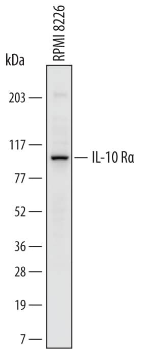 Western blot shows lysates of RPMI 8226 human multiple myeloma cell line. PVDF membrane was probed with 0.5 µg/mL of Mouse Anti-Human IL-10 Ra Monoclonal Antibody (Catalog # MAB2742) followed by HRP-conjugated Anti-Mouse IgG Secondary Antibody (Catalog # HAF007). A specific band was detected for IL-10 Ra at approximately 100 kDa (as indicated). This experiment was conducted under reducing conditions and using Immunoblot Buffer Group 1.