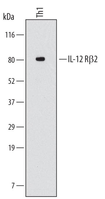 Western blot shows lysates of human CD4+in vitrodifferentiated Th1 cells. PVDF Membrane was probed with 2 µg/mL of Mouse Anti-Human IL-12 R beta 2 Monoclonal Antibody (Catalog # MAB19591) followed by HRP-conjugated Anti-Mouse IgG Secondary Antibody (Catalog # HAF007). A specific band was detected for IL-12 R beta 2 at approximately 80 kDa (as indicated). This experiment was conducted under reducing conditions and using Immunoblot Buffer Group 1.