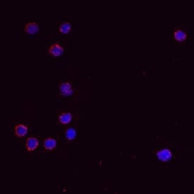 IL-13 was detected in immersion fixed mouse splenocytes using Goat Anti-Mouse IL-13 Antigen Affinity-purified Polyclonal Antibody (Catalog # AF-413-NA) at 10 µg/mL for 3 hours at room temperature. Cells were stained using the NorthernLights™ 557-conjugated Anti-Goat IgG Secondary Antibody (red; NL001) and counterstained with DAPI (blue). View our protocol for Fluorescent ICC Staining of Non-adherent Cells.