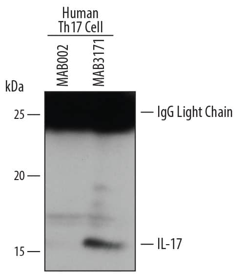 Human IL-17 was immunoprecipitated from 100 µg of humanin vitrodifferentiated Th17 cell lysate following incubation with 3 µg Mouse Anti-Human IL-17 Monoclonal Antibody (Catalog # MAB3171) or isotype control antibody (Catalog # MAB002) overnight at 4 °C. IL-17-antibody complexes were absorbed using anti-mouse agarose beads. Immunoprecipitated IL-17 was detected by Western blot using 1 µg/mL Goat Anti-Human IL-17 Antigen Affinity-purified Polyclonal Antibody (Catalog # AF-317-NA). View our recommended buffer recipes for immunoprecipitation.
