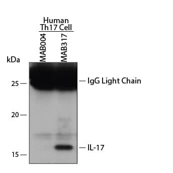 Human IL-17 was immunoprecipitated from 100 µg of human primary differentiated Th17 cell lysate following incubation with 3 µg Mouse Anti-Human/Primate IL-17 Monoclonal Antibody (Catalog # MAB317) or isotype control antibody (Catalog # MAB004) overnight at 4 °C. IL-17-antibody complexes were absorbed using anti-mouse agarose beads. Immunoprecipitated IL-17 was detected by Western blot using 1 µg/mL Goat Anti-Human IL-17 Antigen Affinity-purified Polyclonal Antibody (Catalog # AF-317-NA). View our recommended buffer recipes for immunoprecipitation.
