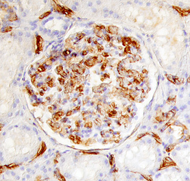 Immunohistochemistry IL-17RD/SEF Antibody
