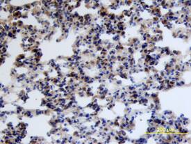 Immunohistochemistry IL-17RD/SEF Antibody (400210) [Unconjugated]