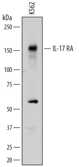 Western blot shows lysates of K562 human chronic myelogenous leukemia cell line. PVDF membrane was probed with 0.5 µg/mL of Goat Anti-Human IL-17 RA/IL-17 R Antigen Affinity-purified Polyclonal Antibody (Catalog # AF177) followed by HRP-conjugated Anti-Goat IgG Secondary Antibody (Catalog # HAF109). A specific band was detected for IL-17 RA/IL-17 R at approximately 160 kDa (as indicated). This experiment was conducted under reducing conditions and using Immunoblot Buffer Group 1.