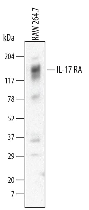 Western Blot IL-17RA/IL-17R Antibody