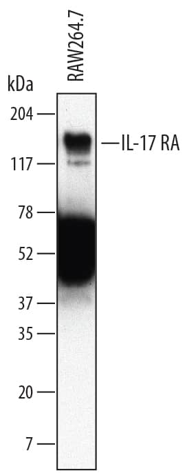 Western blot shows lysates of RAW 264.7 mouse monocyte/macrophage cell line. PVDF membrane was probed with 2 µg/mL of Rat Anti-Mouse IL-17 RA/IL-17 R Monoclonal Antibody (Catalog # MAB448) followed by HRP-conjugated Anti-Rat IgG Secondary Antibody (Catalog # HAF005). A specific band was detected for IL-17 RA/IL-17 R at approximately 150 kDa (as indicated). This experiment was conducted under reducing conditions and using Immunoblot Buffer Group 1.