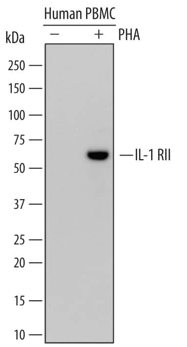Western blot shows lysates of human peripheral blood mononuclear cells (PBMC) untreated (-) or treated (+) with 1 µg/mL PHA for 5 days. PVDF membrane was probed with 1 µg/mL of Mouse Anti-Human IL-1 RII Monoclonal Antibody (Catalog # MAB2631) followed by HRP-conjugated Anti-Mouse IgG Secondary Antibody (Catalog # HAF007). A specific band was detected for IL-1 RII at approximately 60 kDa (as indicated). This experiment was conducted under reducing conditions and using Immunoblot Buffer Group 1.