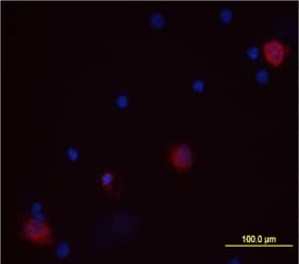 <b>Biological Strategies Validation. </b>IL-1a/IL-1F1 was detected in immersion fixed human peripheral blood mononuclear cells (PBMCs) treated with LPS using Goat Anti-Human IL-1a/IL-1F1 Antigen Affinity-purified Polyclonal Antibody (Catalog # AF-200-NA) at 10 µg/mL for 3 hours at room temperature. Cells were stained using the NorthernLights™ 557-conjugated Anti-Goat IgG Secondary Antibody (red; NL001) and counterstained with DAPI (blue). View our protocol for Fluorescent ICC Staining of Non-adherent Cells.